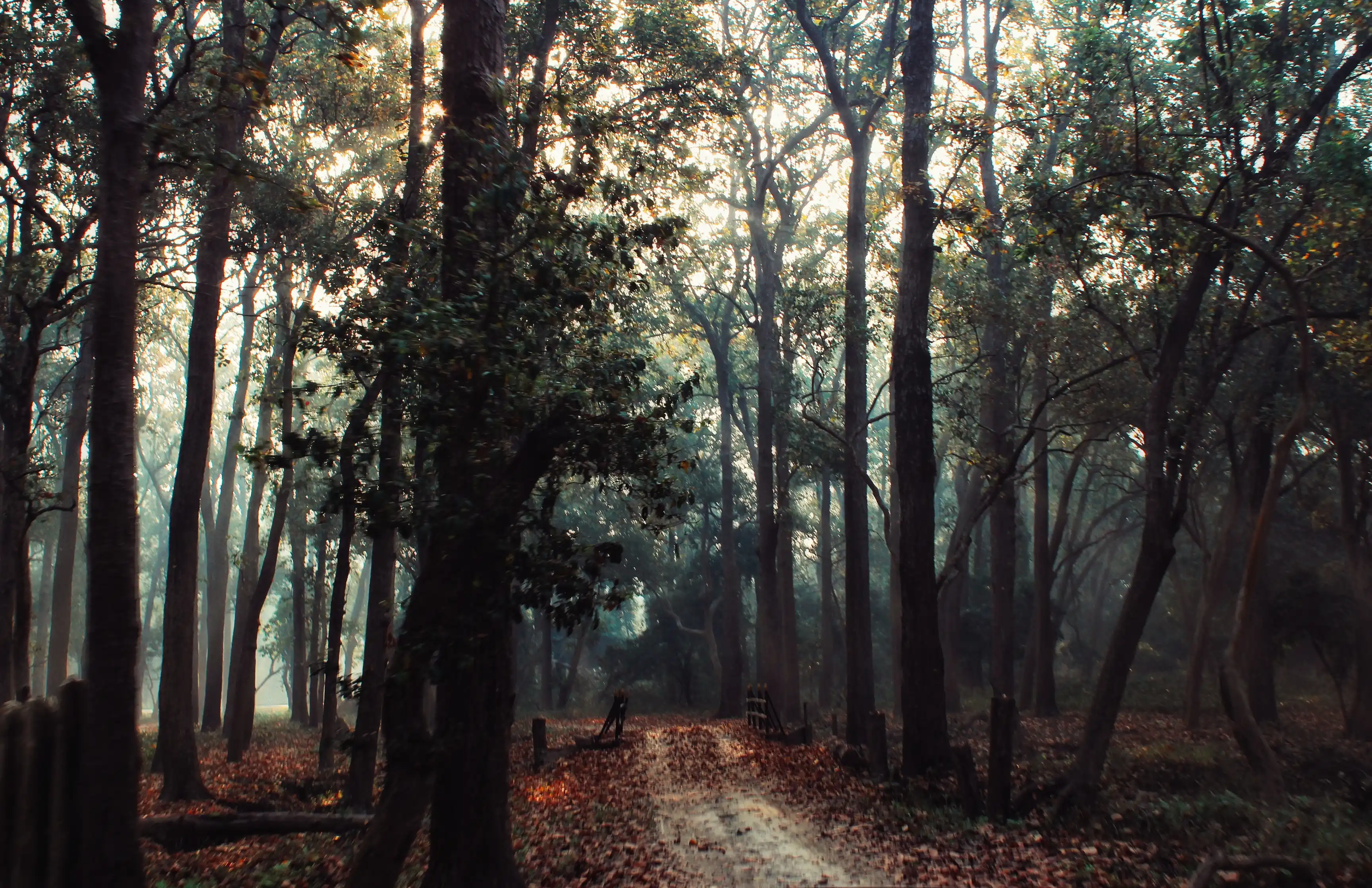 Dark forest canopy with filtered light between tall trees